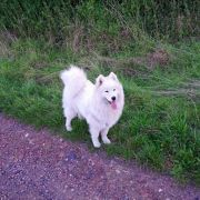 Silvercity Wind LIRA