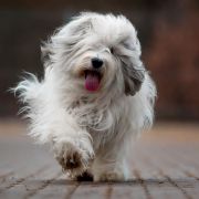 HERA z Hordy Gabriela