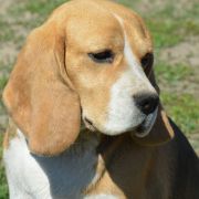 JENNY JESSIE DARLING JOY