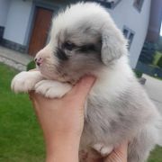 Danio Jodłowy Border