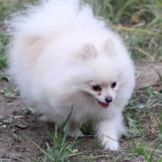 Straz s vostoka Trinity