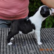 GRAUR BULLDOGS OFF ÓZ