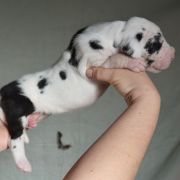 SAXIFRAGA Czar Olbrzyma 