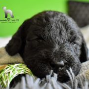 ROZALIA Diamond Lamb