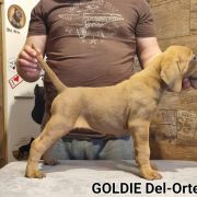 GOLDIE