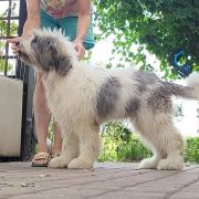 DREAM OF PORTHOS Collis Amores 