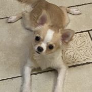 DRACO Z Ogrodu FaunyFCI