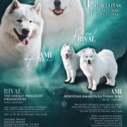 ESTRELLITAS ROJA TORRE 