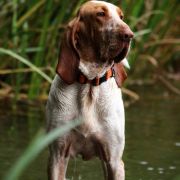 Imagine 'Ivy' Venator d'Ursus