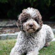 Kasjopea Animus Aminicitiae (Zoja)