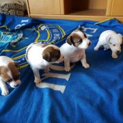 Ayama Winged Guardians FCI