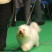 CUTE ANGEL Amicus Slovakia