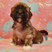 DORJEE PASSANG The Tibetan Pride /FCI/