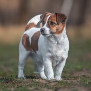 Akademia Pana Jacka LOZANNA