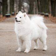 Evgenika Zvezda Severa