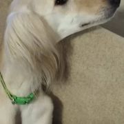 Matilda dlya Borzomir