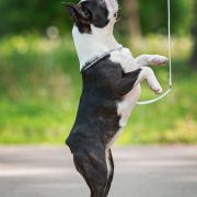 ABSOLUTELY CHARMING SUNNY BUNNY