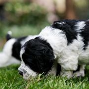 Loyal Samwise from Fellowship Of The Ring