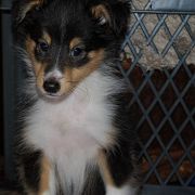 Shetland Sheepdog