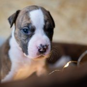 TWEETY Because of Crazy Time 