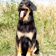 Rosa-Tara Pałacowe Piękności