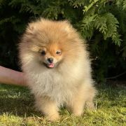 OPALIT the Scarlet Hill