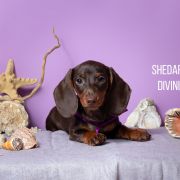 SHEDARIAN DIVINITY