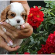 Xavier Ex imo Corde (FCI)