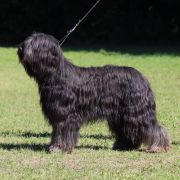 ch. Brida La Ferme Asined