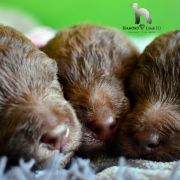 RÓŻYCZKA-RUBELLA Diamond Lamb