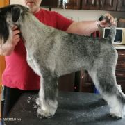 Riddick Artax's Angels (C.I.B. PL JCH, LT JCH, PL CH, LT CH, PL GCH)