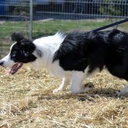 Rollingbones BILLIE THE KID