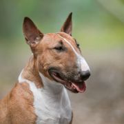 Voice of Red Lightning