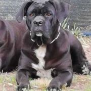 Bellatrix Lestrenge del Domus Var 