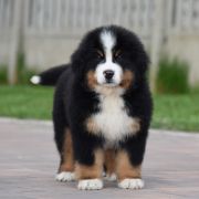 AGAMEMNON Sesto Senso 