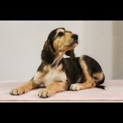 ARQUILLOS Donum Asala 