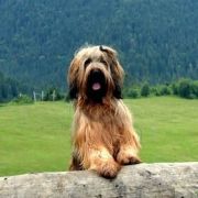 QUANTICA El`Bridorado