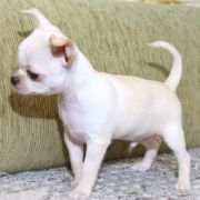 Alter Ego Emerald In Gold