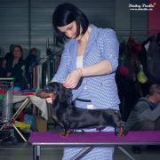 Picollo Teckel Negra Leono