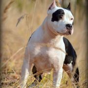 A STAR IS BORN No Doubt Team