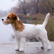 CANDY COVER GIRL HEAVENLY-BLESSING