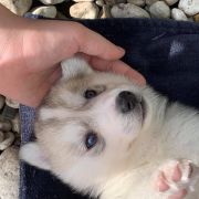 Lexus z Bratkowej Ohany