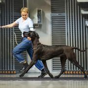 ATILA Gradiator Gang FCI