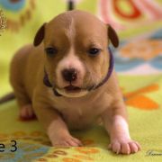 Male 3 Dolcze Gabara