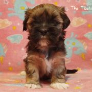 DAWA DORJEE The Tibetan Pride /FCI/