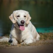 ENERGY ENIGMA OLA DE ORO