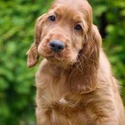 ETERNIA PANTHOR Ginger State of Mind