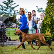 IDA Pręgowce z Jasienia