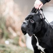 WIKTOR Insendiamento di Perle Nere 