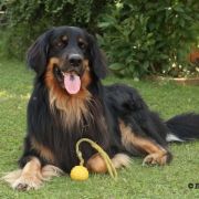 Igor vom Tullnerbach